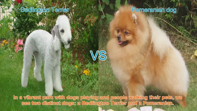 Video thumbnail for Bedlington Terrier vs. Pomeranian: A Comparison of Two Charming Dog Breeds