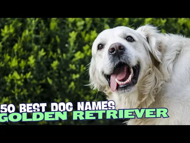 Video thumbnail for 50 Best Golden Retriever Names🐾