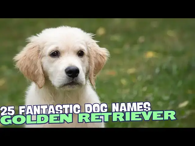 Video thumbnail for 25 Fantastic Golden Retriever Dog Names🐾