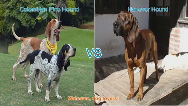 Video thumbnail for Colombian Fino Hound vs. Hanover Hound: A Breed Comparison