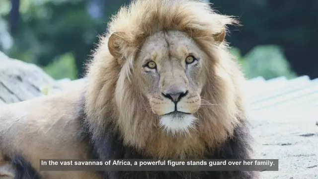 Video thumbnail for 10 Reasons Lionesses Are Nature's Fiercest Protectors