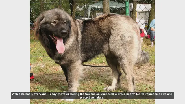 Video thumbnail for Caucasian Shepherd: Pros and Cons of Owning This Majestic Breed