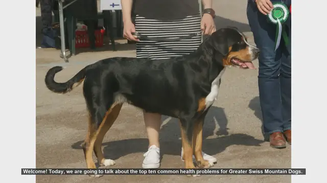Video thumbnail for Top 10 Common Health Problems in Greater Swiss Mountain Dogs