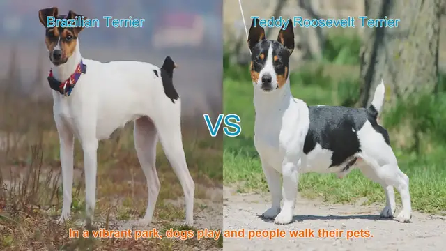 Video thumbnail for Exploring the Brazilian Terrier and Teddy Roosevelt Terrier: Origins, Characteristics, and Temperament