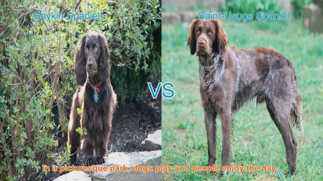 Video thumbnail for Boykin Spaniel vs. Saint-Usuge Spaniel: A Comparison of Two Playful Breeds