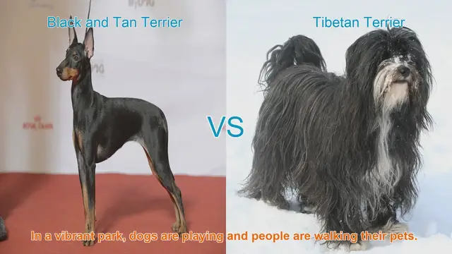 Video thumbnail for Comparing Black and Tan Terrier vs. Tibetan Terrier: A Guide to Choosing the Right Dog Breed