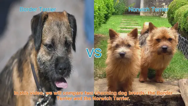 Video thumbnail for Border Terrier vs. Norwich Terrier: A Comparison of Charming Dog Breeds