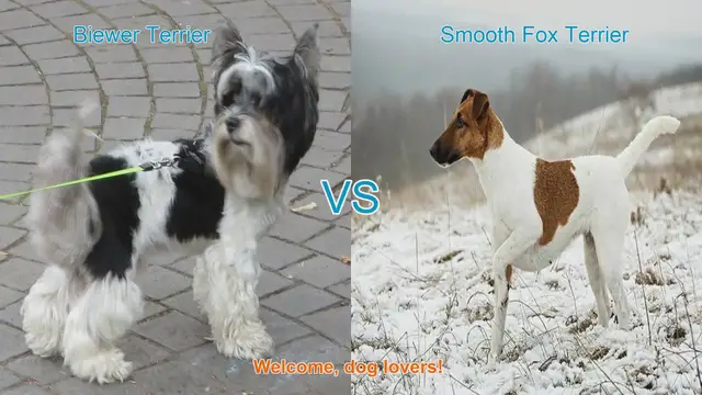 Video thumbnail for Biewer Terrier vs. Smooth Fox Terrier: A Comparison of Charming Dog Breeds