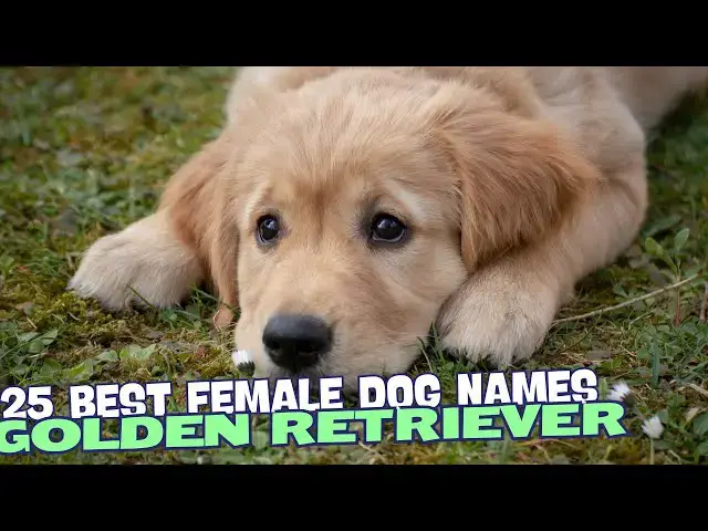 Video thumbnail for 25 Best Female Golden Retriever Names🐾