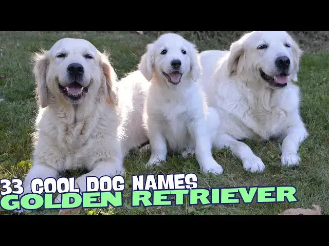 Video thumbnail for 33 Cool Golden Retriever Names?