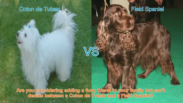 Video thumbnail for Coton de Tulear vs. Field Spaniel: A Comprehensive Breed Comparison