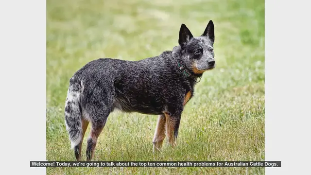 Video thumbnail for Top 10 Health Issues in Australian Cattle Dogs: What You Need to Know