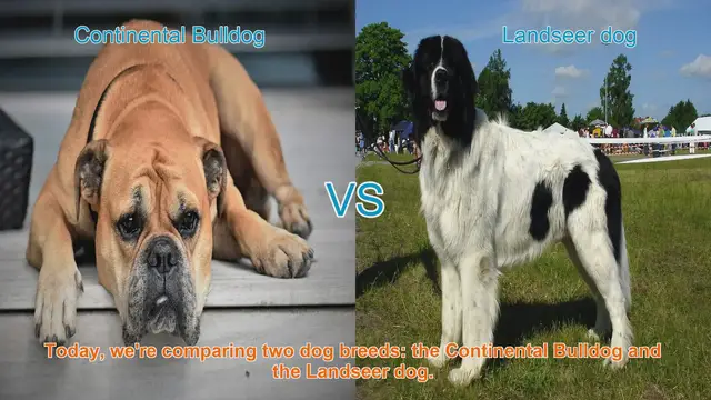 Video thumbnail for Comparing Continental Bulldog and Landseer Dog Breeds