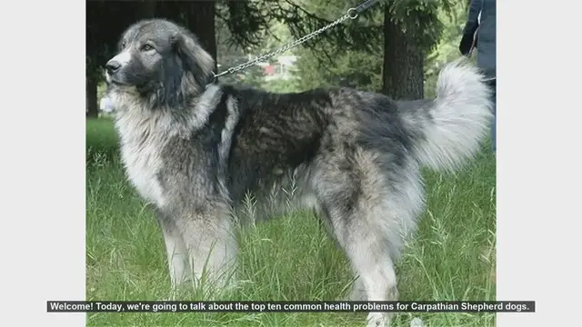 Video thumbnail for Top 10 Common Health Problems in Carpathian Shepherd Dogs