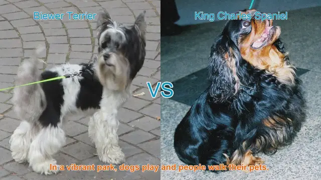 Video thumbnail for Biewer Terrier vs. King Charles Spaniel: A Comparison of Beloved Dog Breeds