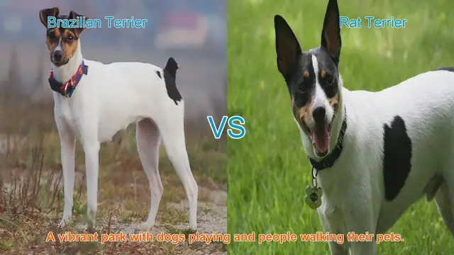 Video thumbnail for Brazilian Terrier vs. Rat Terrier: A Comparative Guide