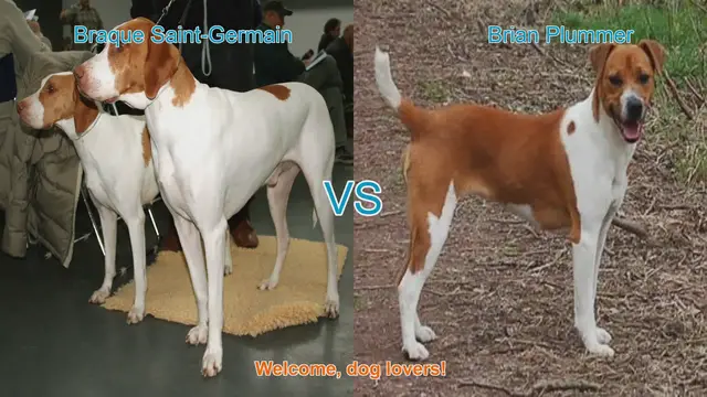 Video thumbnail for Braque Saint-Germain vs. Brian Plummer Terrier: A Comprehensive Comparison