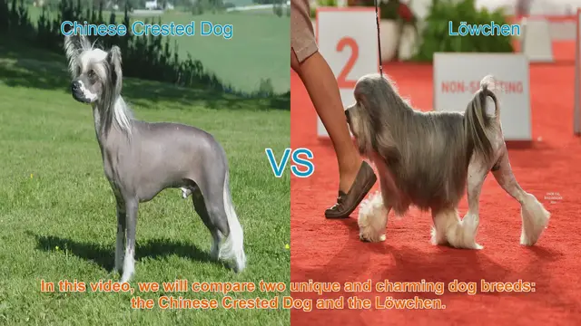 Video thumbnail for Chinese Crested Dog vs. Löwchen: A Breed Comparison
