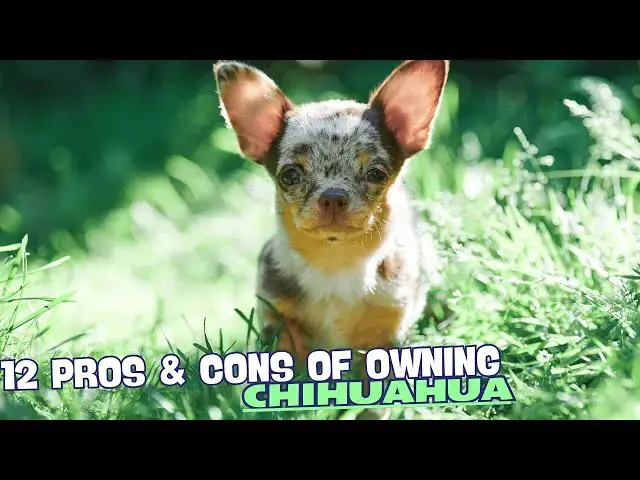 Video thumbnail for 12 Pros & Cons of Owning a Chihuahua🐾