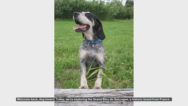 Video thumbnail for Grand Bleu de Gascogne: Pros and Cons of This Historic French Breed