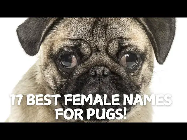 Video thumbnail for 17 Best Female Names for Pugs with Their Meanings! 🐶