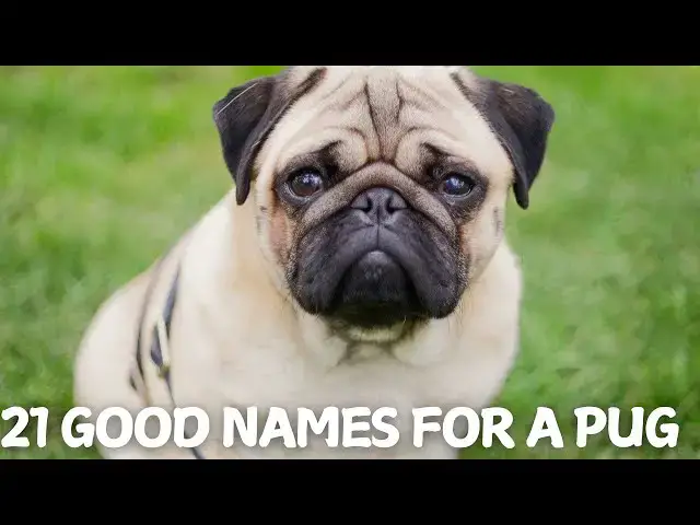 Video thumbnail for 21 Good Names for Your Pug! 🐶💖