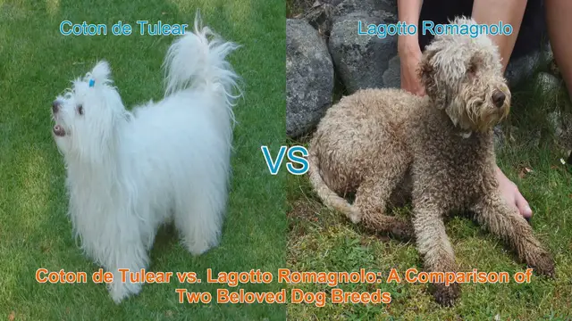 Video thumbnail for Coton de Tulear vs. Lagotto Romagnolo: A Comparison of Two Beloved Dog Breeds