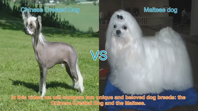Video thumbnail for Chinese Crested Dog vs. Maltese: A Comparison of Two Beloved Breeds