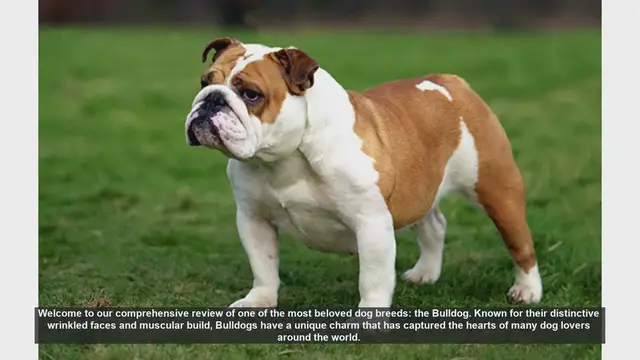 Video thumbnail for Bulldog Breed Review: Charm, Care, and Companionship