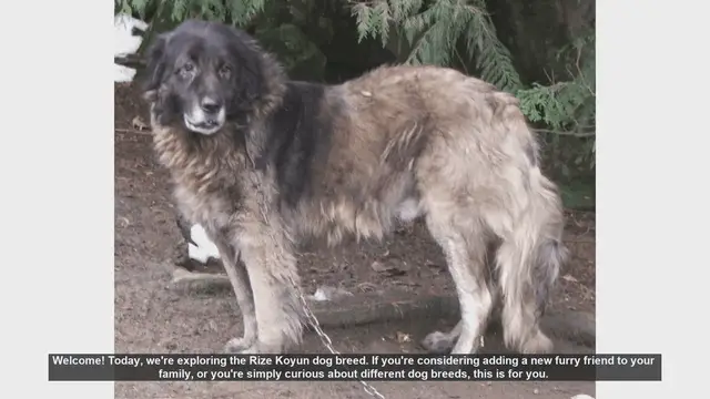 Video thumbnail for Discover the Rize Koyun: Turkey's Loyal and Hardworking Sheepdog