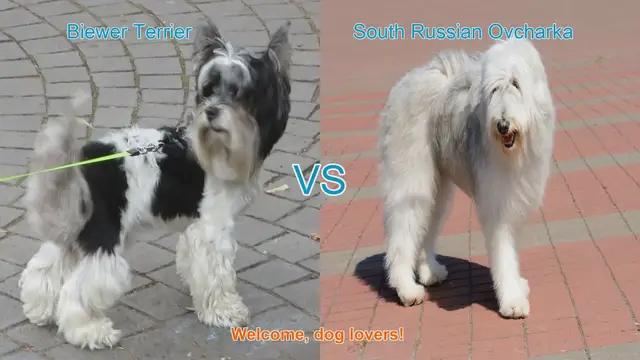 Video thumbnail for Biewer Terrier vs. South Russian Ovcharka: A Comparison of Two Unique Dog Breeds