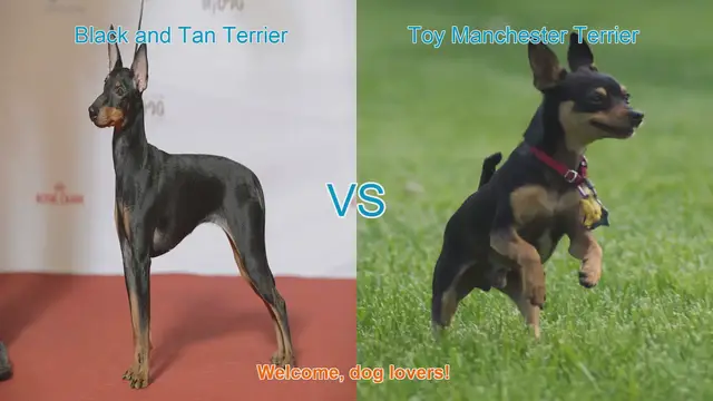 Video thumbnail for Comparing Black and Tan Terrier vs. Toy Manchester Terrier: A Comprehensive Guide