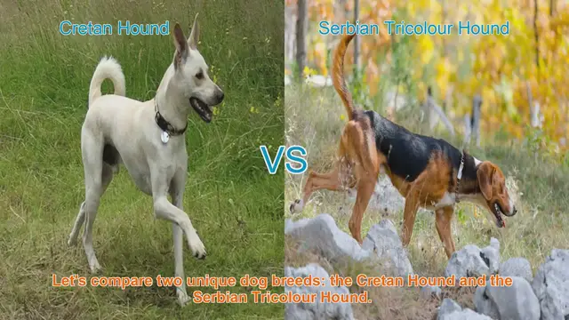 Video thumbnail for Comparing Cretan Hound and Serbian Tricolour Hound: A Comprehensive Guide