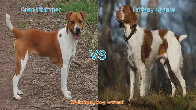 Video thumbnail for Dog Breed Comparison: Brian Plummer Terrier vs. Brittany Spaniel