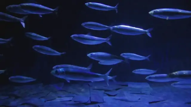 'Video thumbnail for Fast-Growing Fish Species: Witness Rapid Growth in Your Tank'