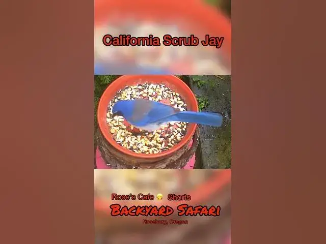 Video thumbnail for Backyard Safari - Shorts #birdwatching