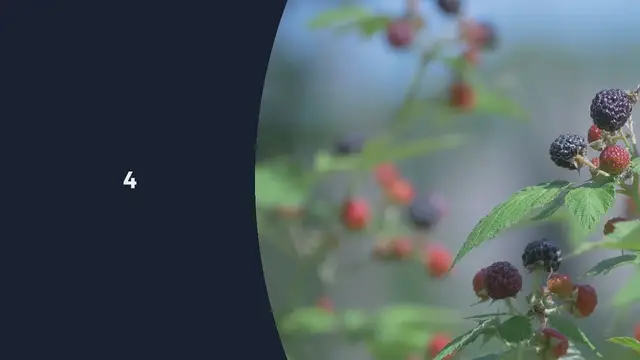 Video thumbnail for How to Growing Juicy Blackberries in Pots