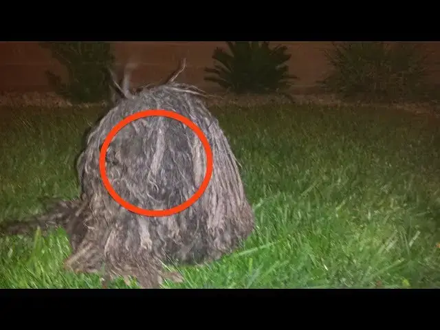 Video thumbnail for She Thought It Was A Black Trash Bag Across The Road  She Never Expected It To Be This