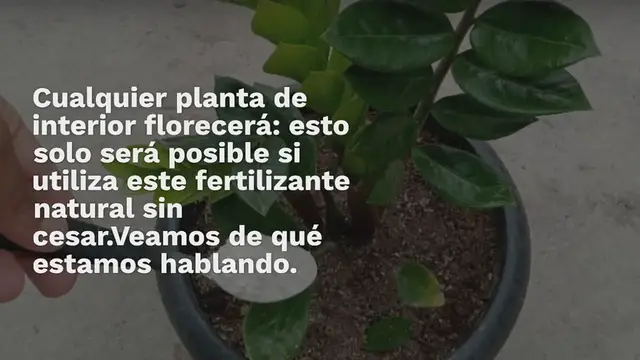 Video thumbnail for Cualquier planta de interior florecerá sin parar con este fertilizante natural