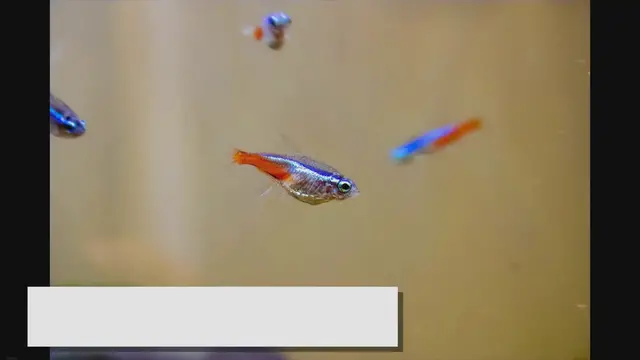 'Video thumbnail for Neon Tetra Eggs: The Ultimate Guide to Breeding'
