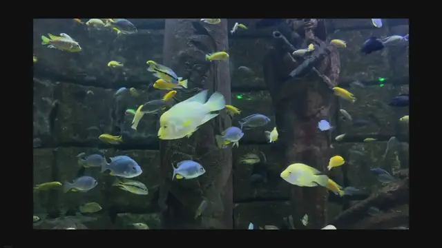'Video thumbnail for Low Maintenance Fish: Easy-to-Care-For Species for Your Tank'