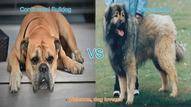 Video thumbnail for Comparing Continental Bulldog and Sharplaninac: A Detailed Breed Analysis