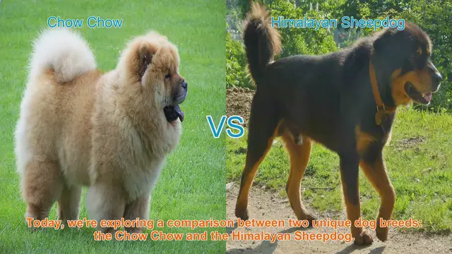 Video thumbnail for Chow Chow vs. Himalayan Sheepdog: A Breed Comparison
