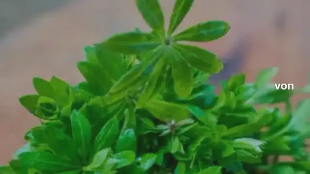 Video thumbnail for WALDMEISTERSIRUP SELBER MACHEN