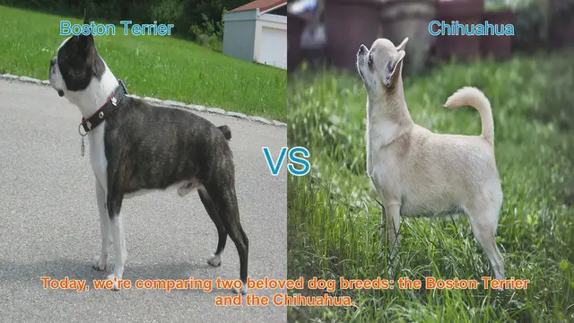Video thumbnail for Boston Terrier vs. Chihuahua: A Comprehensive Comparison
