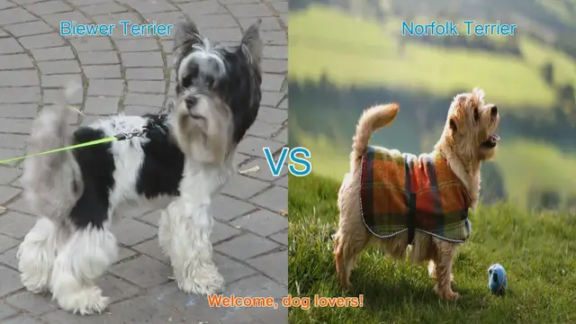 Video thumbnail for Biewer Terrier vs. Norfolk Terrier: A Comparison of Two Charming Breeds
