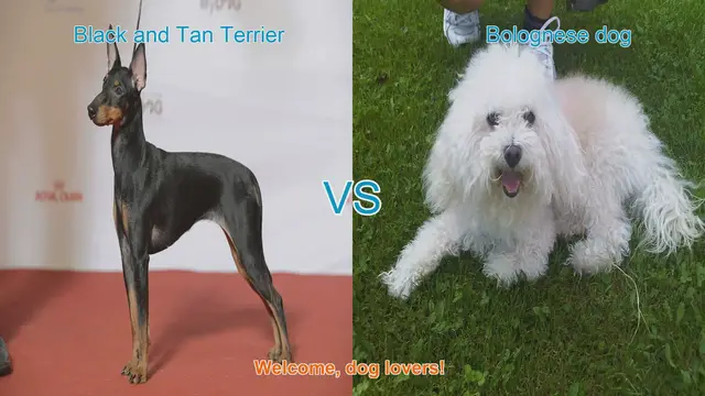 Video thumbnail for Dog Breed Comparison: Black and Tan Terrier vs. Bolognese Dog