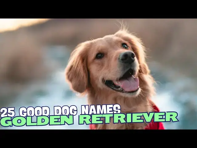 Video thumbnail for 25 Good Golden Retriever Names🐶
