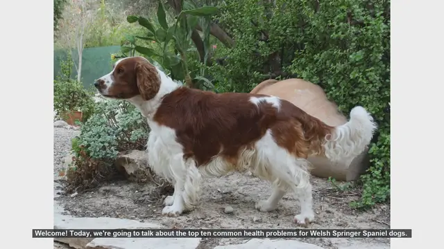 Video thumbnail for Top 10 Health Issues in Welsh Springer Spaniels: What You Need to Know