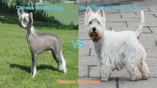 Video thumbnail for Chinese Crested Dog vs. West Highland White Terrier: A Breed Comparison